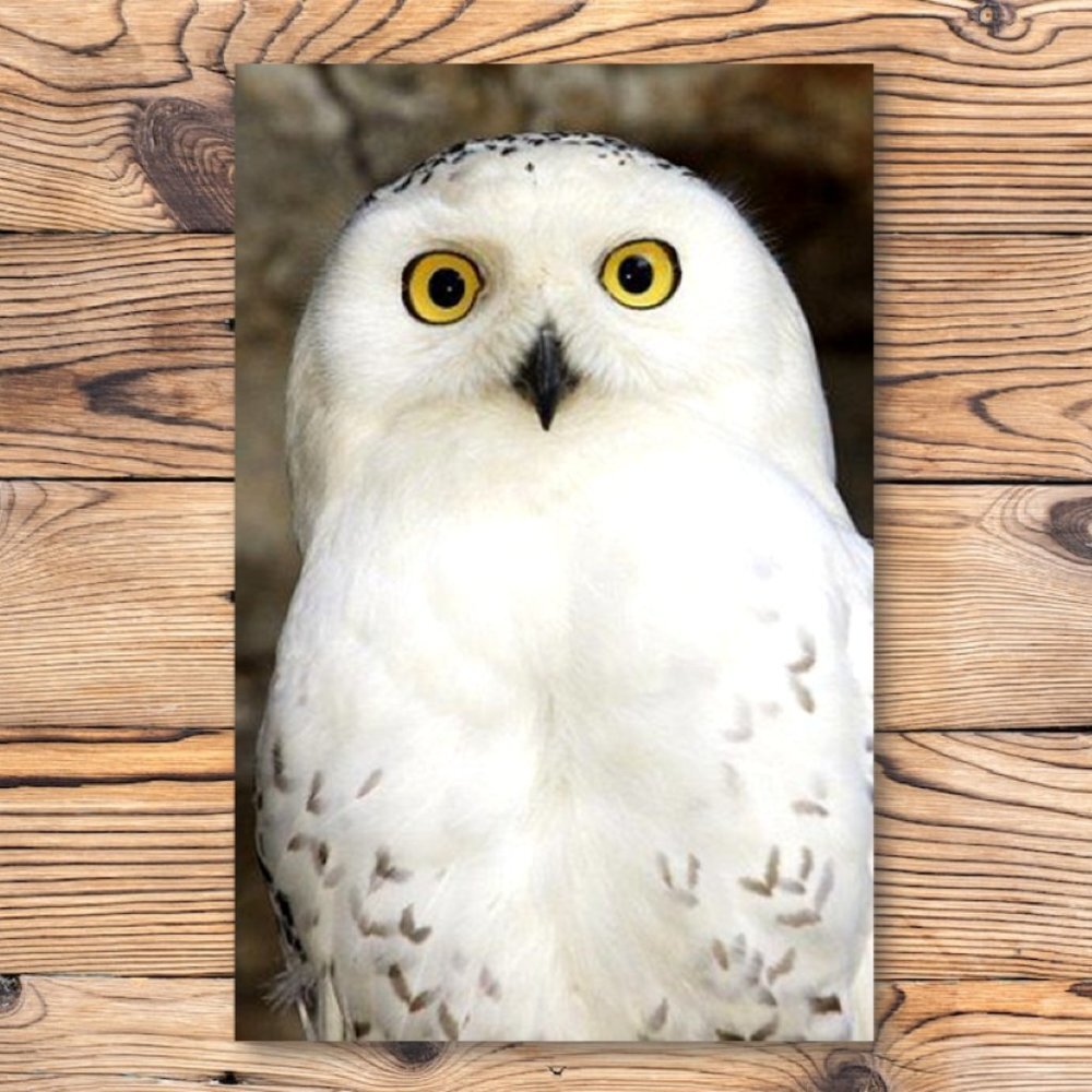 Harry Potter Owl Hedwig Refrigerator Locker‎ Fridge Magnet
